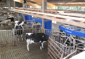 vache devant  3 robots delaval en service 