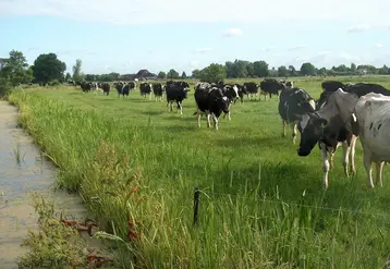 vaches dans une prairie