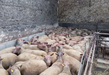 brebis dans une bergerie