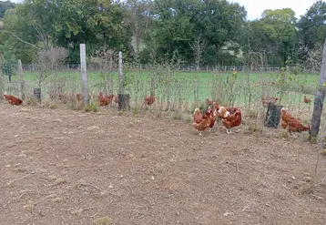 poules rousses devant des arbustes