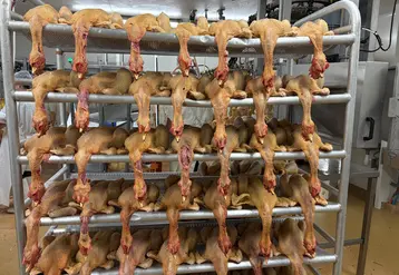 poulet en abattoir