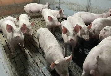 Cochons en élevage