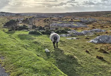 mouton dans un paysage