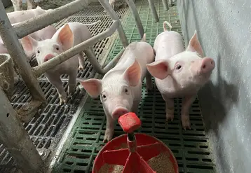 cochons en élevage
