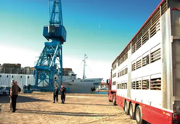 camion bétailler au port