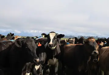 vaches 