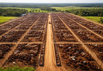 Terrains de stockage et troupeaux au Brésil