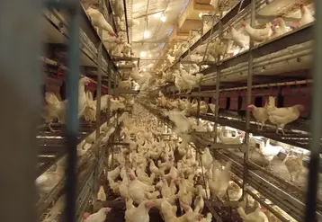 poules blanches en élevage