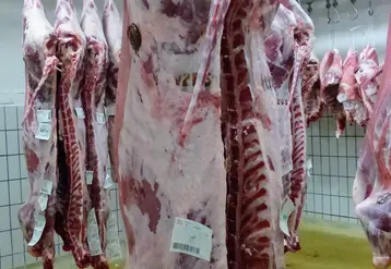 carcasse de viande