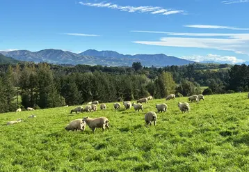 moutons dans une prairie montagneuse