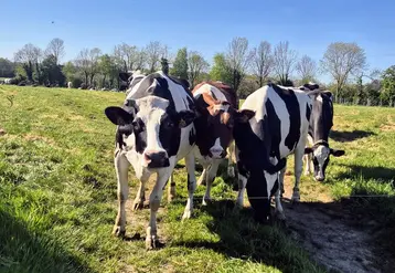 vaches prim holstein