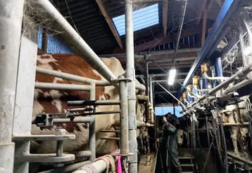 vache à la traite