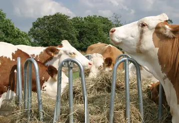 vaches simmental