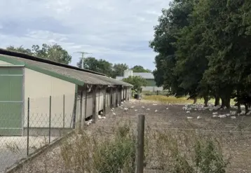 Poulailler Label Rouge d’un éleveur de poulets « Les fermes de Janzé »