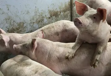 photo de cochons 