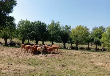 vaches dans un pré