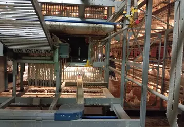 élevage de poules pondeuses