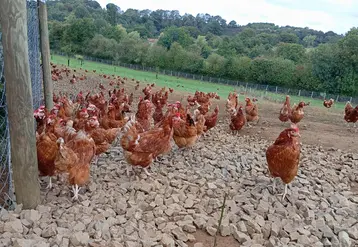 poules dehors en élevage