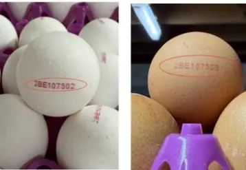 oeufs
