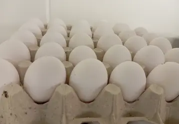 oeufs blancs