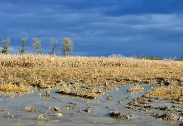Inondation d'une parcelle de maïs ciel orageux