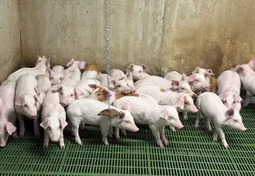 porcs en élevage