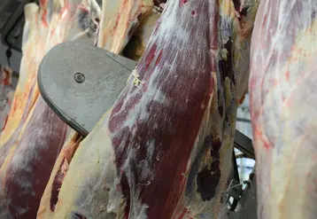carcasse en abattoir
