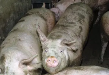 Photo de porc