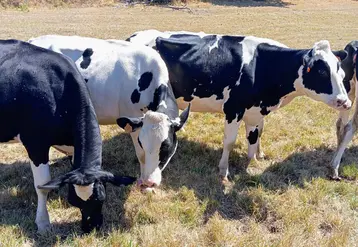 vaches dans un prè