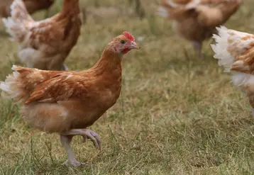 Photo d’une poule bio