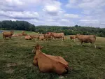 Vaches dans la prairie