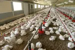 Poulet lourd dans un élevage