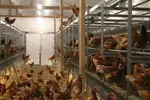 poules pondeuses en élevage au sol