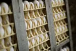 oeufs blancs dans des emballages plastique