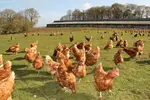elevages de poules pondeuses en plein air
