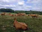vaches limousines dans un pré