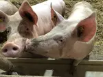 Deux porcs en gestation, élevage sur paille