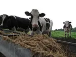 vache laitière devant une mangeoire de paille