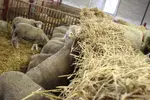 brebis en bergerie