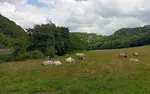 vaches dans une prairie en belgique