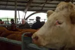 au premier plan, tête de boeuf, dans un marché aux bestiaux