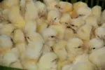 poussins