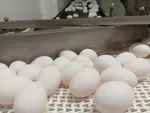 oeufs sur un tapis roulant en élevage