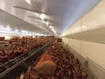 poules à l'intérieur d'un élevage