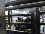 vaches attendant derrière une barrière