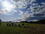 vaches laitières dans une prairie