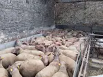 brebis dans une bergerie
