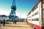 camion bétailler au port
