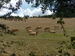 vaches dans un pré
