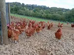 poules dehors en élevage